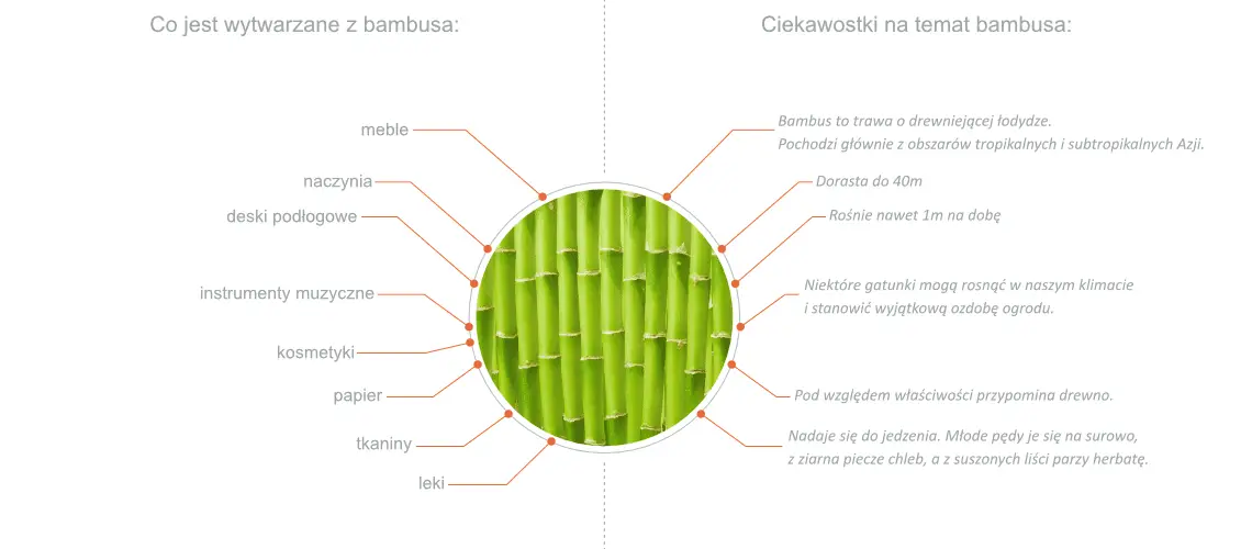 bambus-ciekawostki-co-jest-wytwarzane czy bambus to drewno