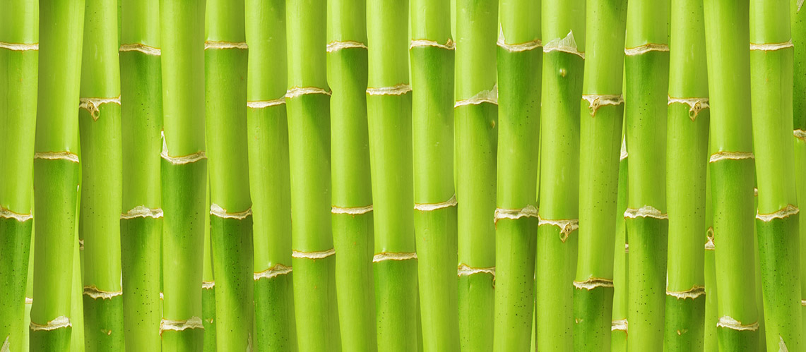 bambus